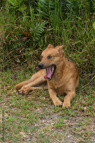 ニューカレドニアの犬