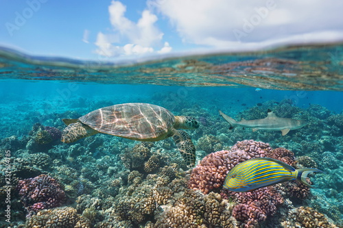 a green turtle on a coral reef with fish underwater and blue sky with cloud  split view above and below water surface  Bora Bora  French Polynesia  south Pacific ocean