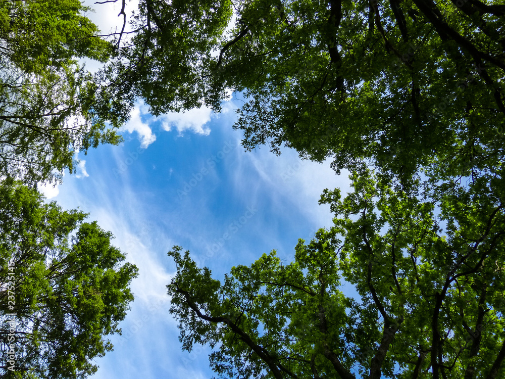 Tree branches frames the blue sky Tree branches frames the blue sky