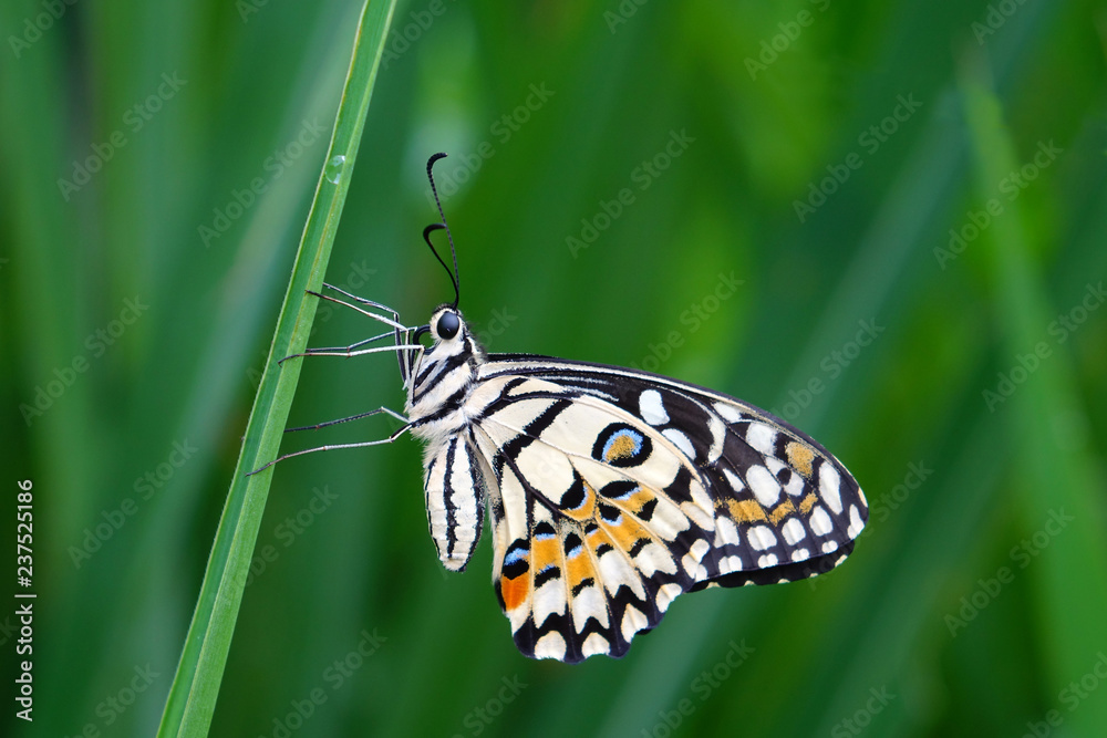 Obraz premium Papilio demoleus known as the common lime butterfly, lemon butterfly, lime swallowtail, small citrus butterfly, chequered swallowtail, dingy swallowtail and citrus swallowtail. Selective focus.
