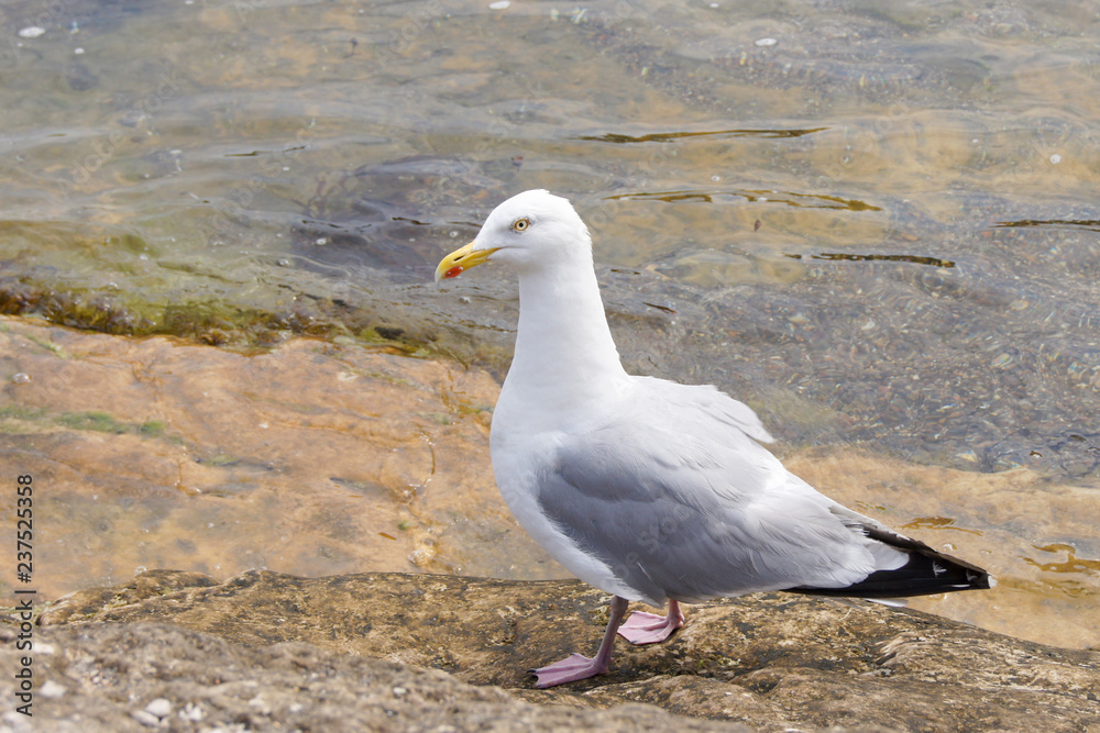 Fototapeta premium Seagull on a rock