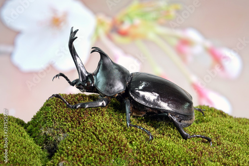 Japanese rhinoceros beetle (Allomyrina dichotoma) or Japanese horn beetle (or Kabutomushi, Kabuto meaning is Japanese's Samuai helmet, and Mushi is Insect) in spring. Exotic pets. Selective focus © Cheattha