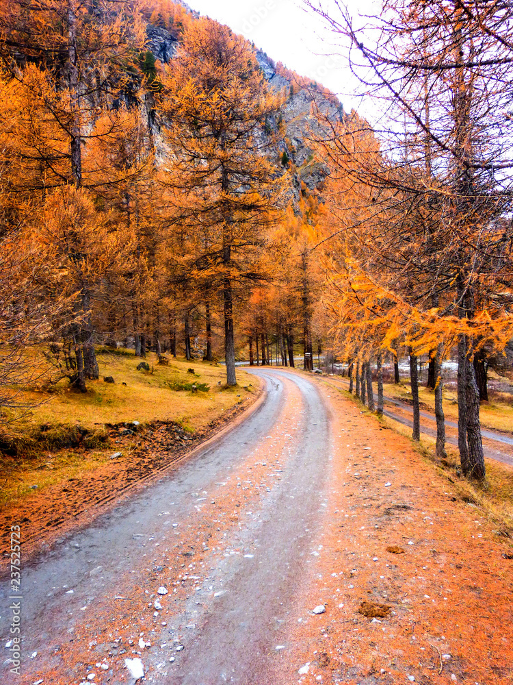 Orange larch trees in autumn over the italian Alps