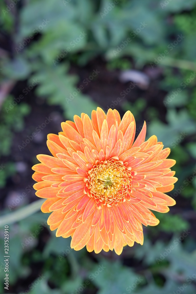 close up beautiful orange flower close up beautiful orange flower