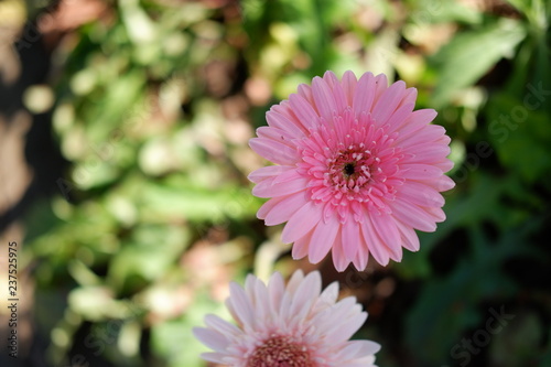 close up beautiful pink flower