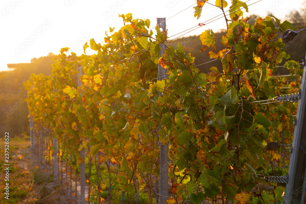Naklejka premium Weinberge Reben Herbst