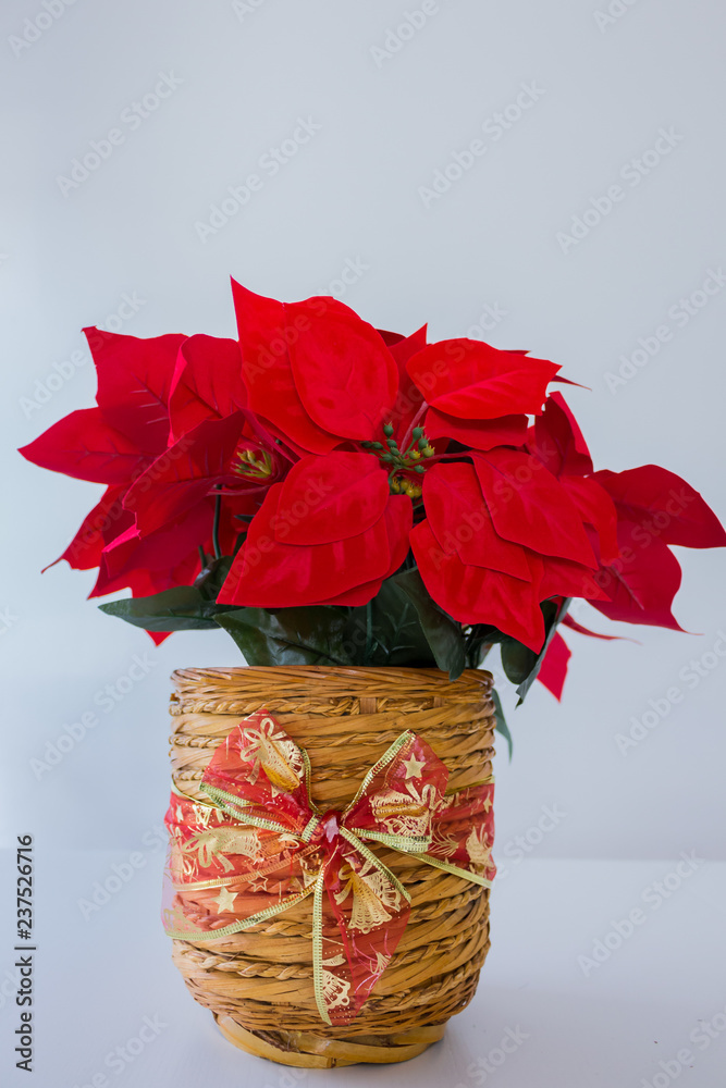 Bonita flor de pascua situada como centro de mesa durante las fiestas  navideñas Stock Photo | Adobe Stock
