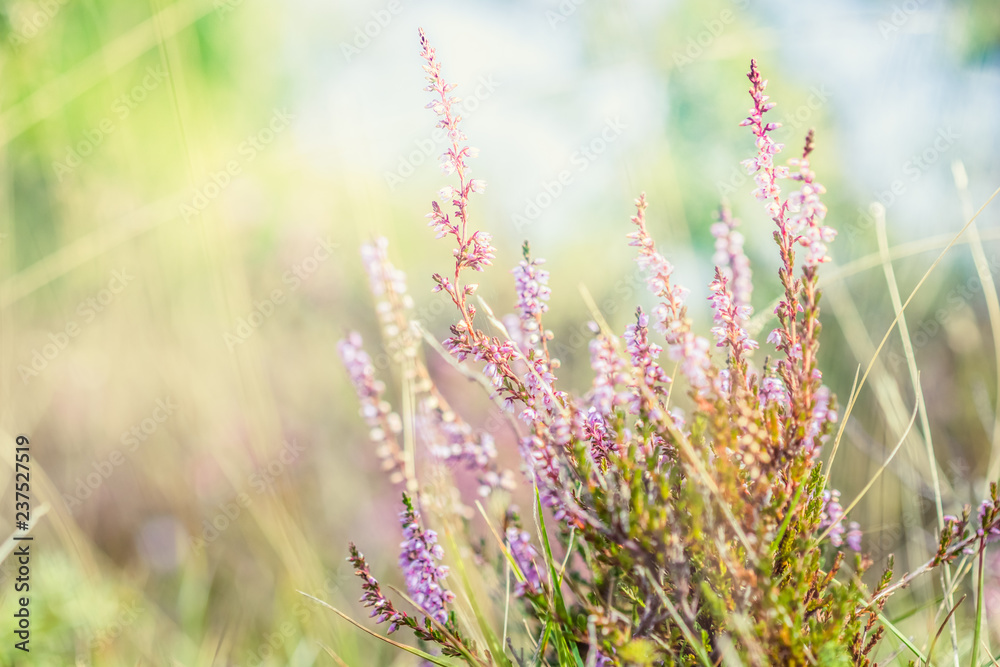 Summer meadow, green grass field with Common heather (Calluna vulgaris, ling) wildflower Summer meadow, green grass field with Common heather (Calluna vulgaris, ling) wildflower