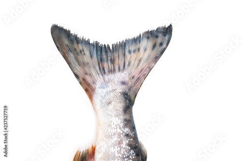 fish tail on white background