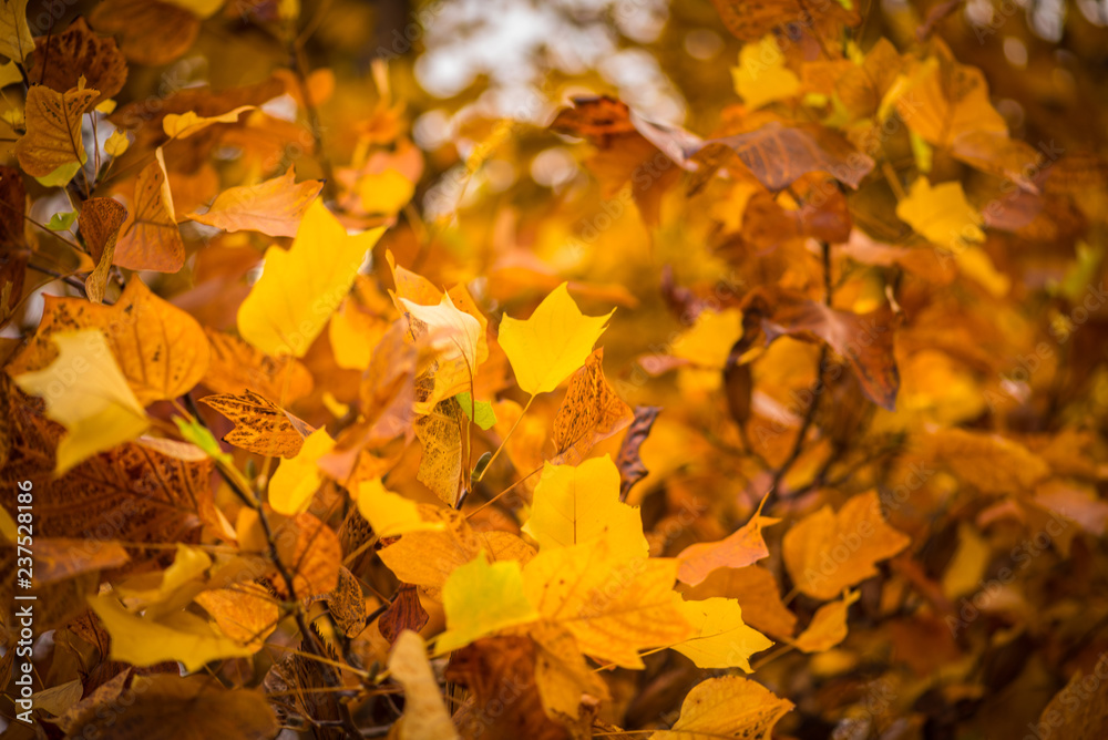 Autumn colours and leaves 