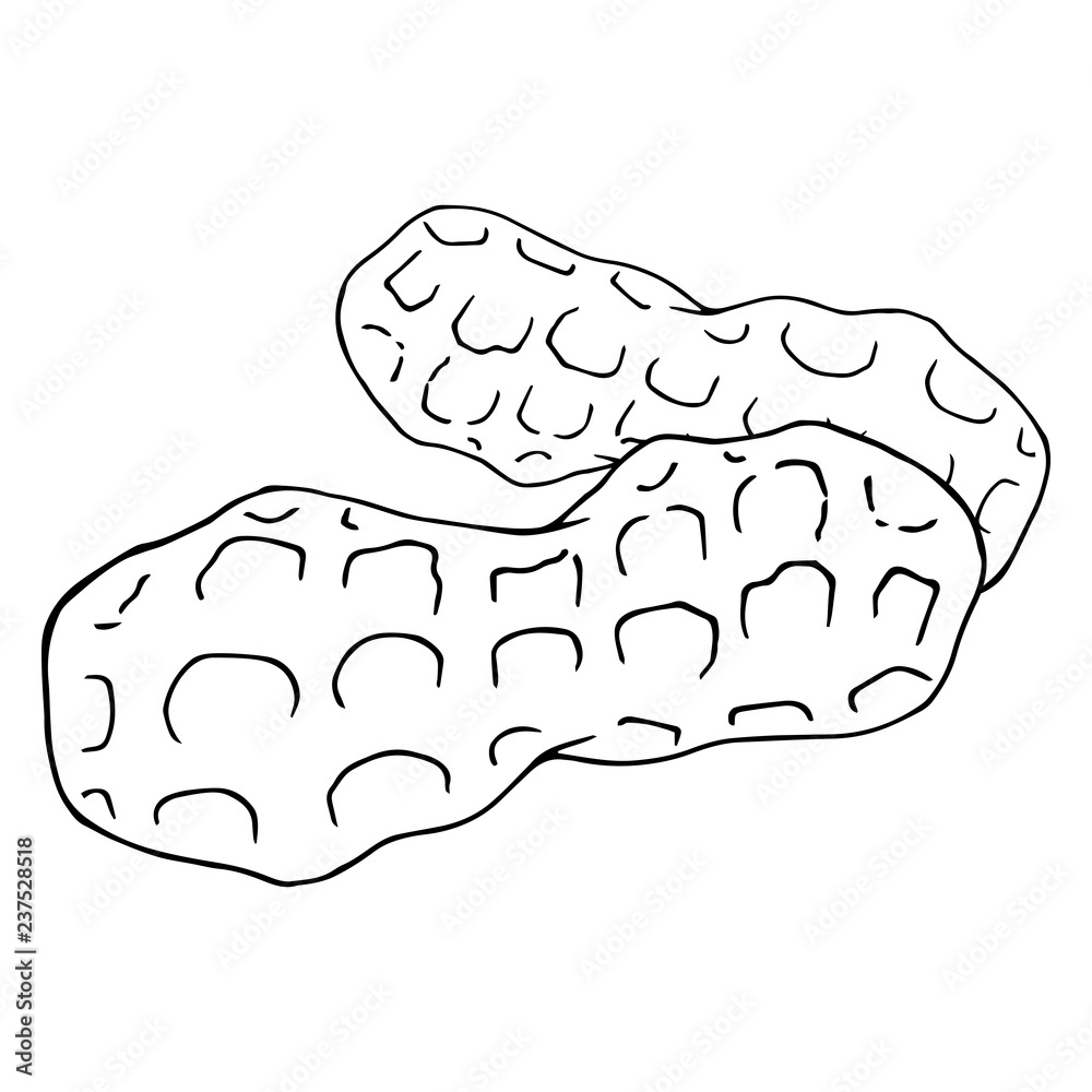 Peanut icon. Vector illustration of walnut peanuts. Hand drawn peanut. Peanut icon. Vector illustration of walnut peanuts. Hand drawn peanut.