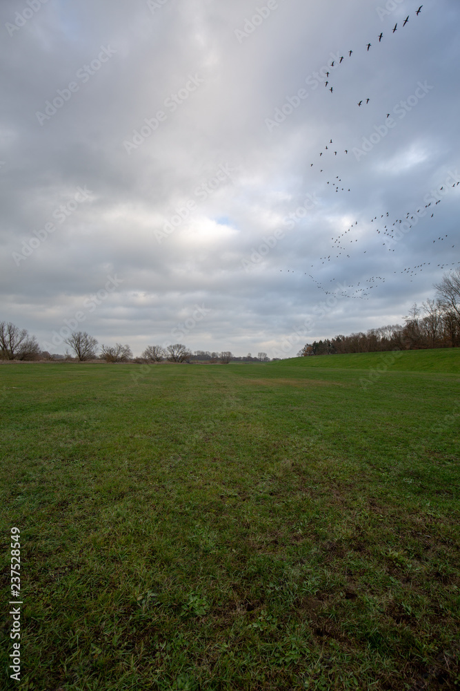 Vögel - Vogelzug - Vogelschwam Vögel - Vogelzug - Vogelschwam