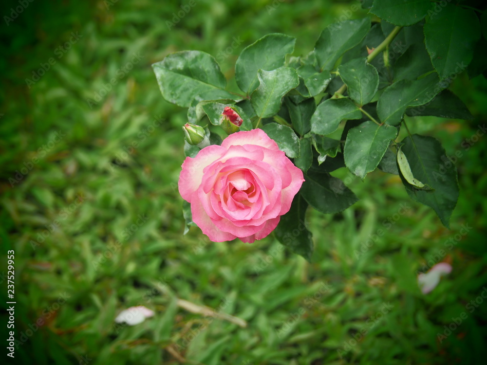 beautiful flower beautiful flower