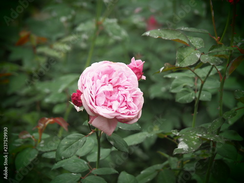 beautiful flower