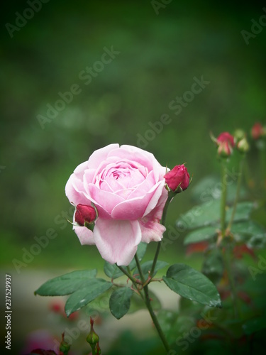beautiful flower