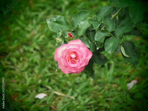 beautiful flower