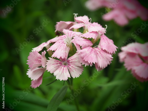 beautiful flower