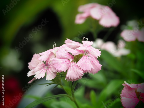 beautiful flower