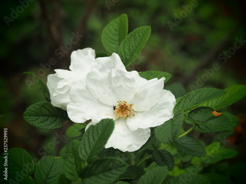 beautiful flower