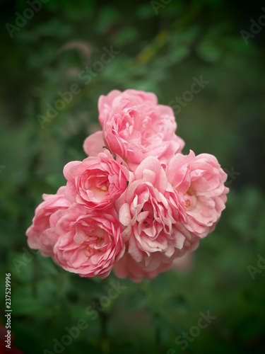 beautiful flower