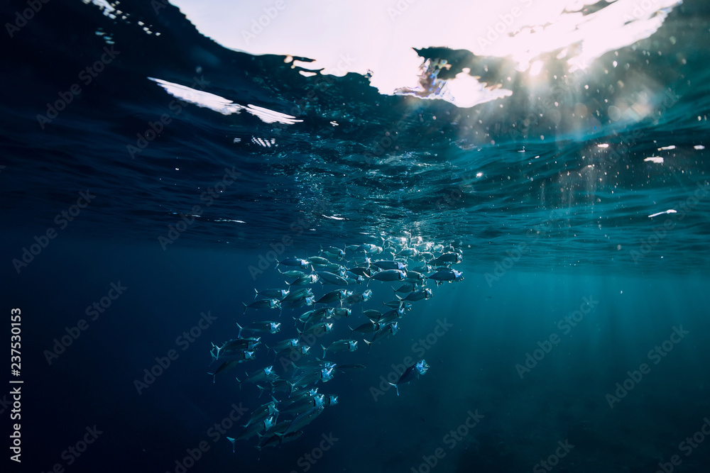 Underwater wild world with tuna school fish and sun light