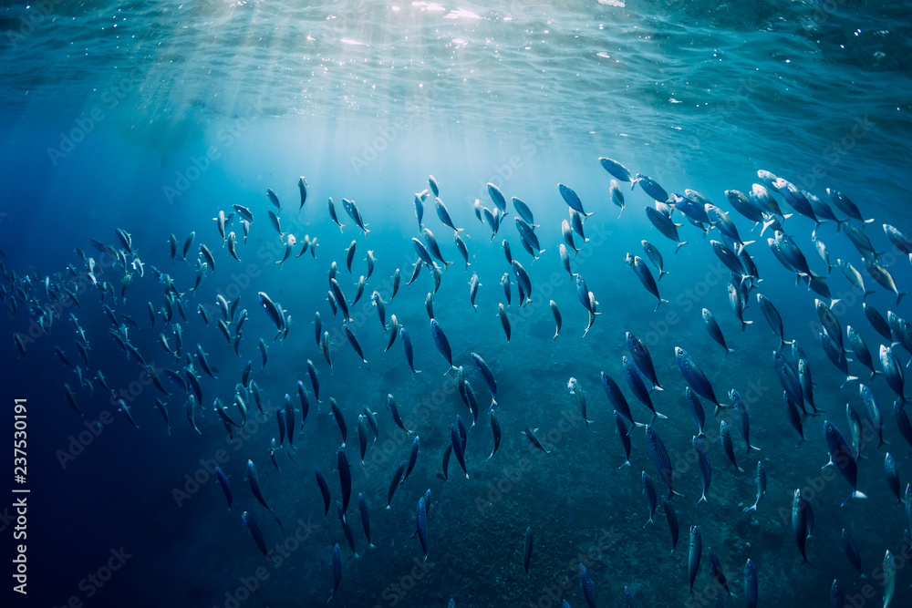 Underwater wild world with tuna school fishes and sun rays - obrazy, fototapety, plakaty 