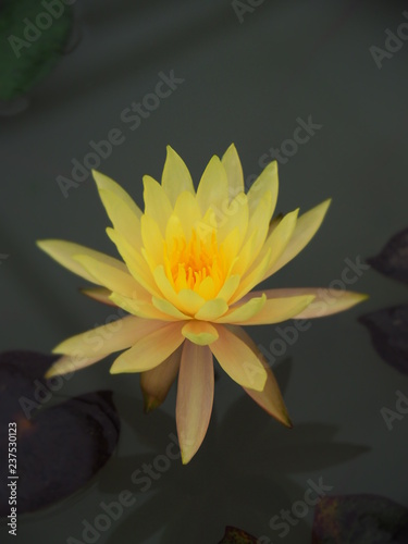Lotus