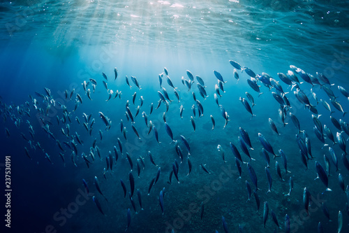 Obraz na plátně Underwater wild world with tuna school fishes and sun rays