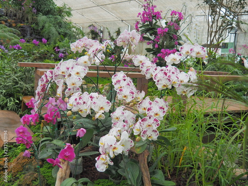 orchid