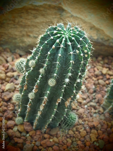 cactus