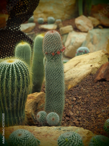 cactus