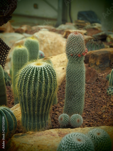 cactus