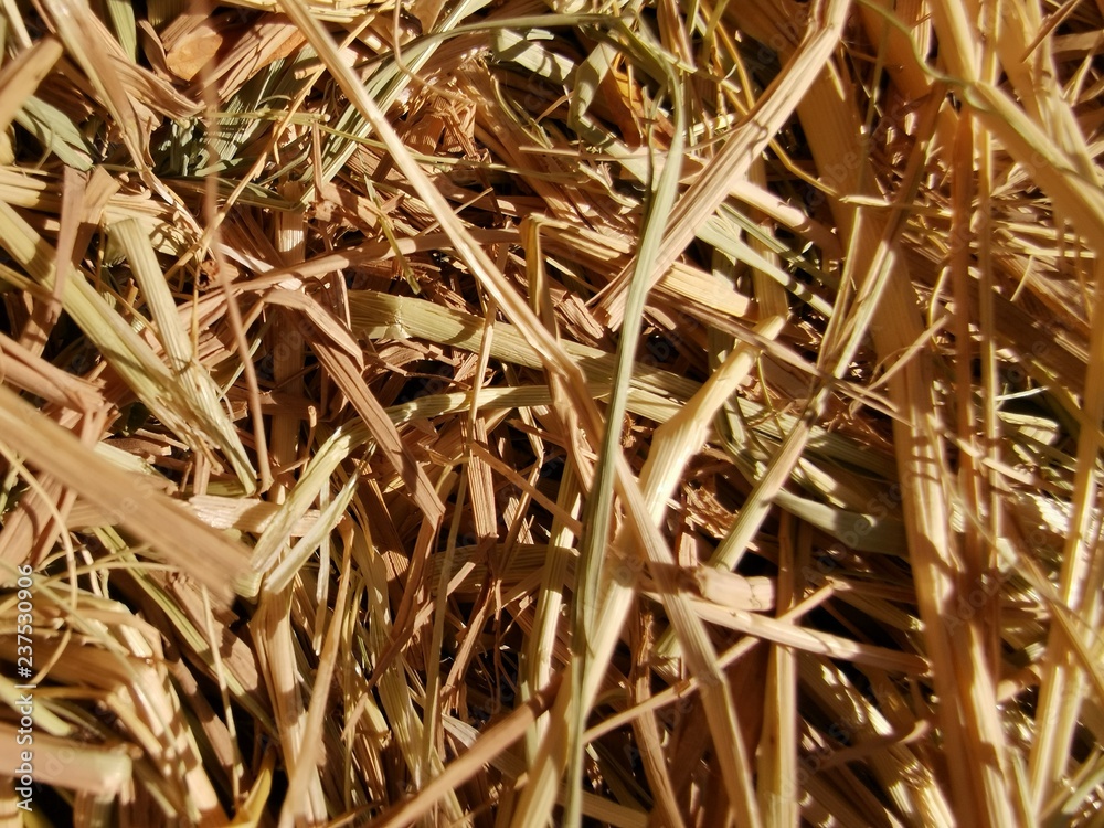 Hay, Grass texture and background Hay, Grass texture and background