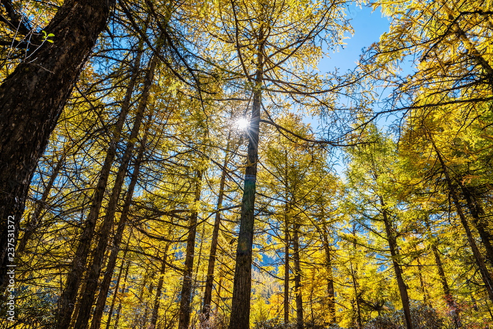 Pine forest in autumn. Pine forest in autumn.