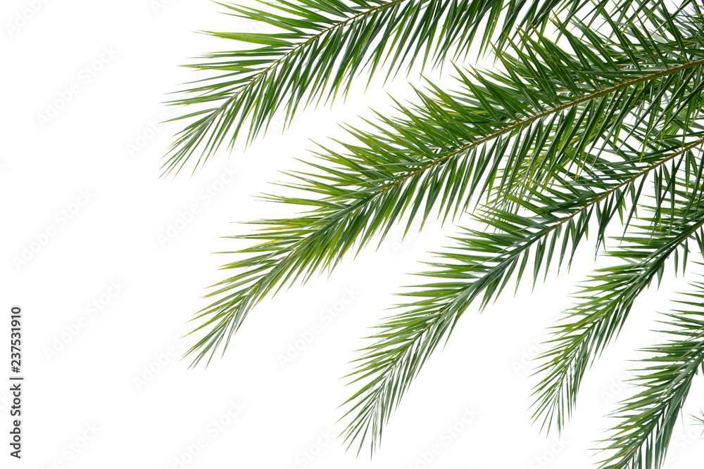 Palm leaves Palm leaves