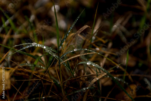 dew on grass © Paula