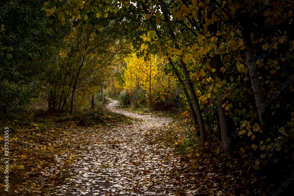 forest road