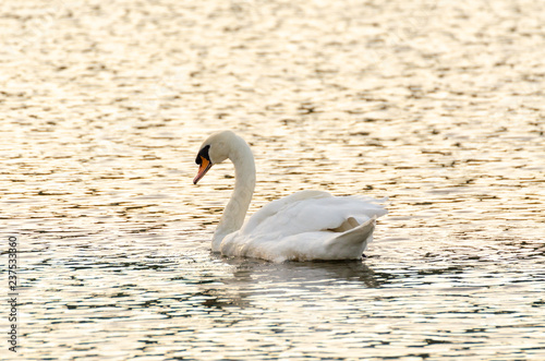 Cygnus olor, white mute swan swimming on lake