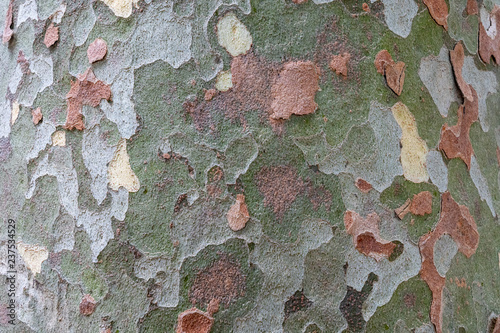 Pattern on the bark of a tree