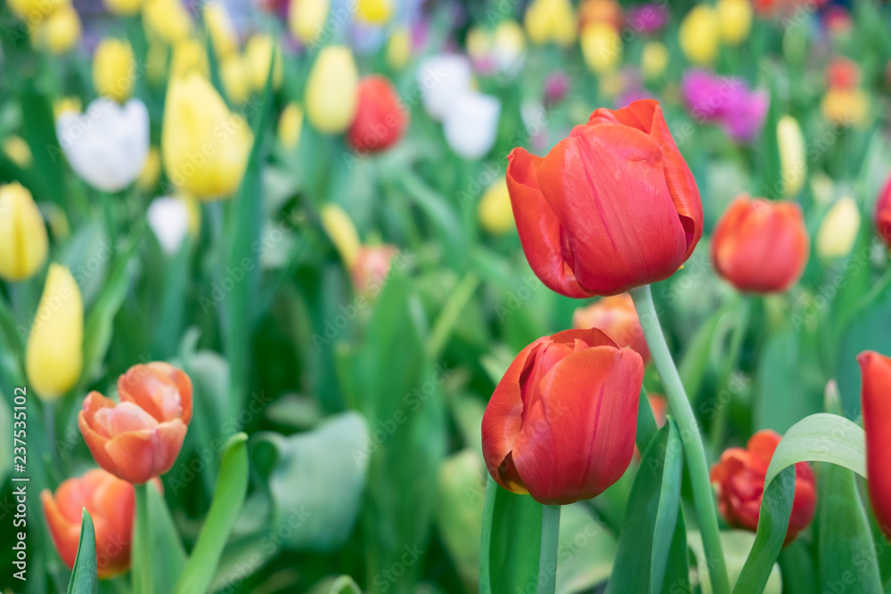 Fototapeta premium Close up.Beautiful Red tulips blooming in garden,Tulip flower with green leaf background in tulip field at spring.