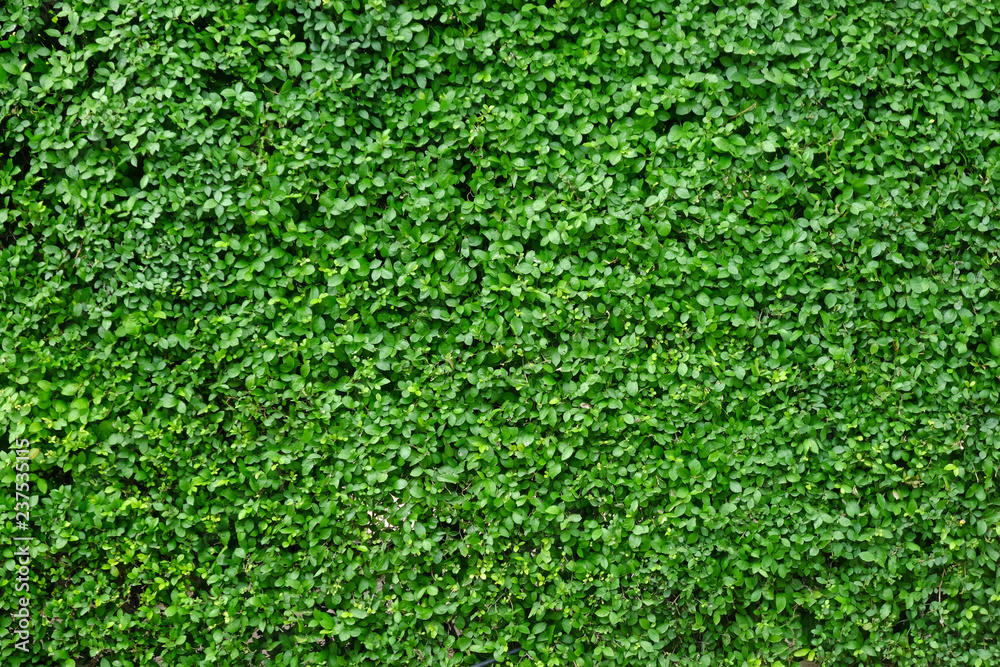 green leaf wall green leaf wall