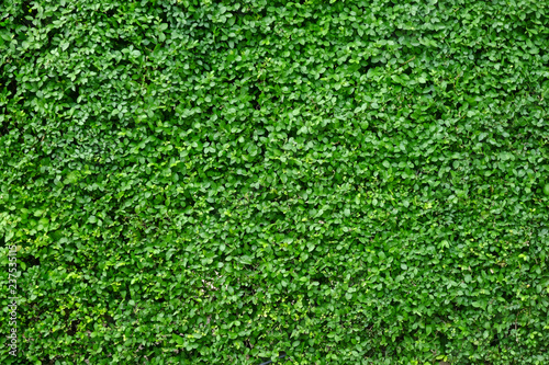 green leaf wall