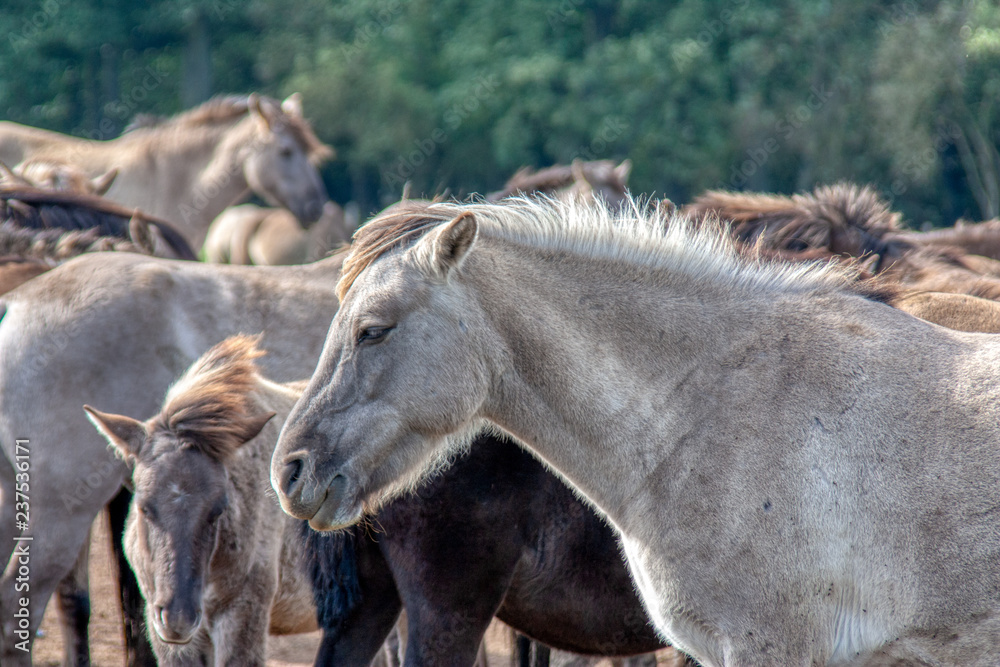 Fototapeta premium Wildpferde