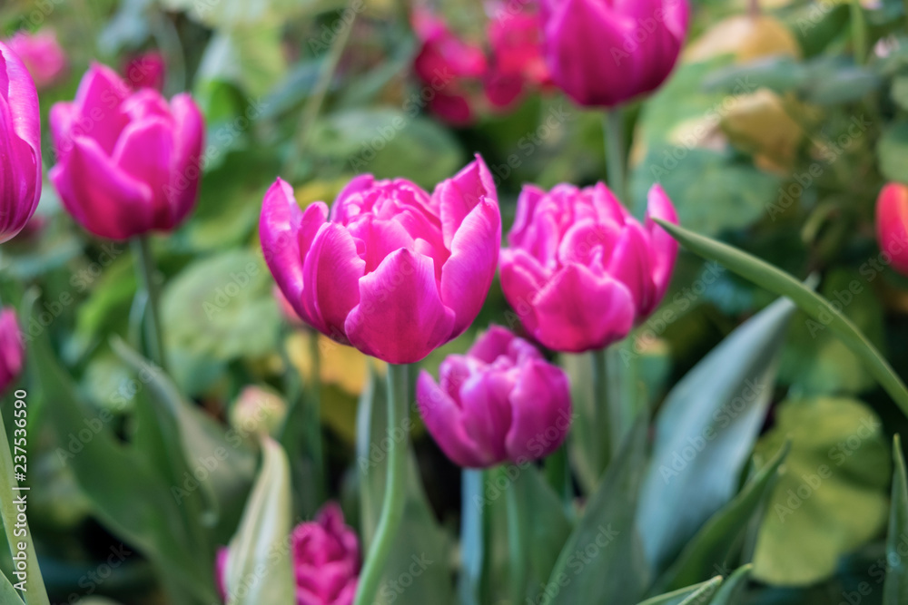 Close up.Beautiful Pink tulips blooming in garden,Tulip flower with green leaf background in tulip field at spring. Close up.Beautiful Pink tulips blooming in garden,Tulip flower with green leaf background in tulip field at spring.