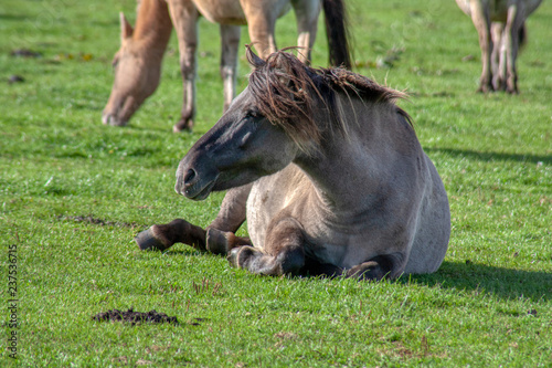 Wildpferde photo