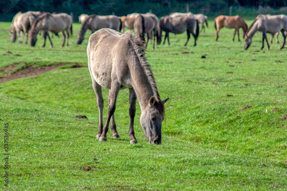 Fototapeta premium Wildpferde