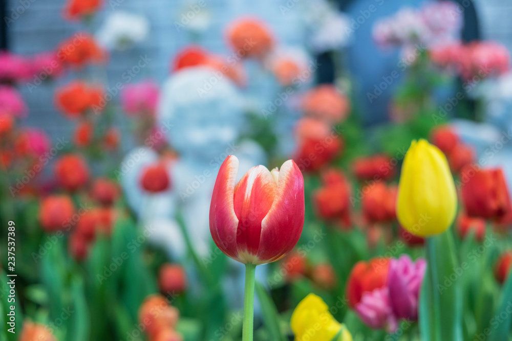 Fototapeta premium Close up.Beautiful Pink mix Yellow tulips blooming in garden,Tulip flower with green leaf background in tulip field at spring.