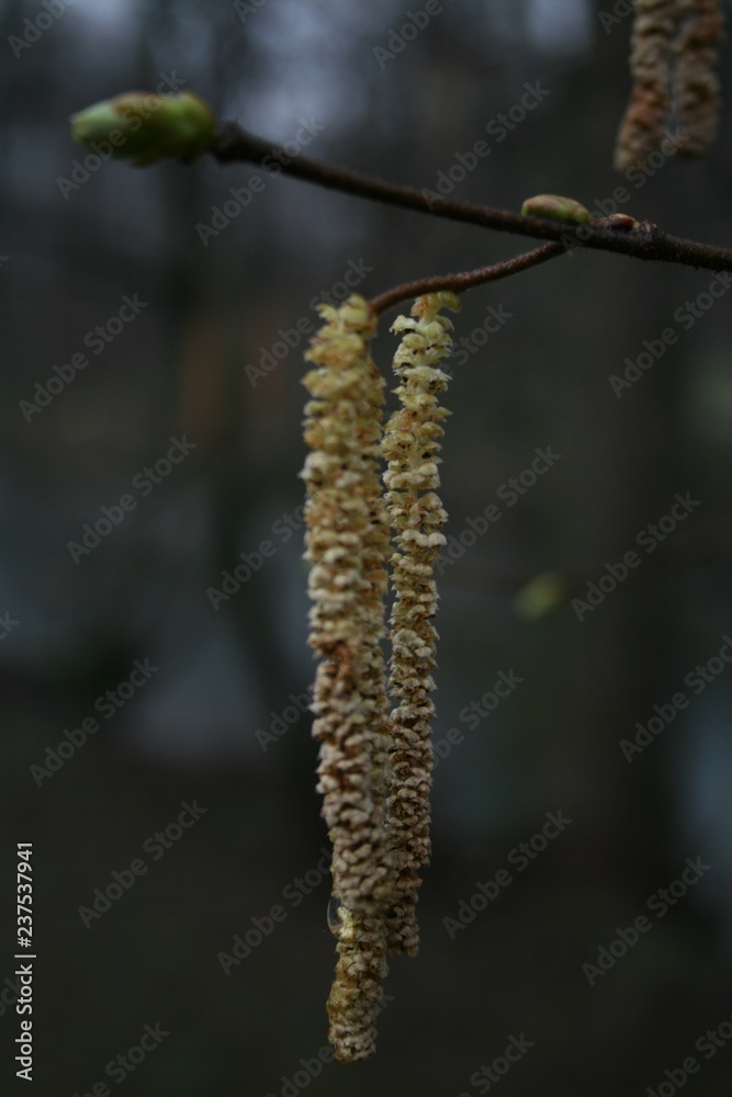 Naklejka premium Birches