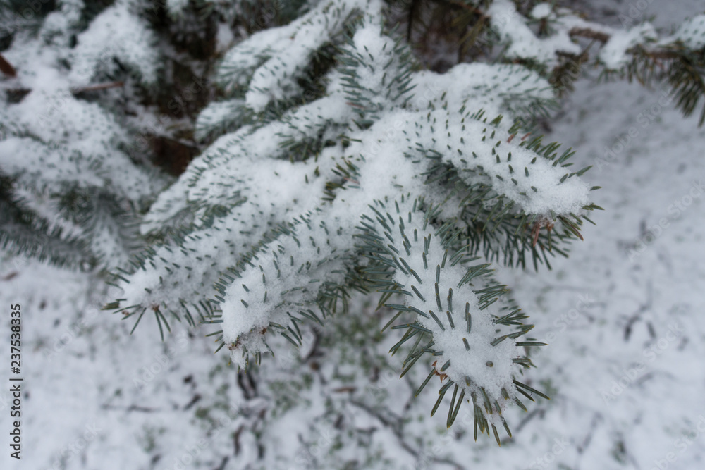 Closeup of branch of blue spruce covered with snow in winter