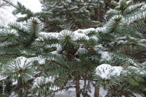 Layer of snow on branches of blue spruce in January